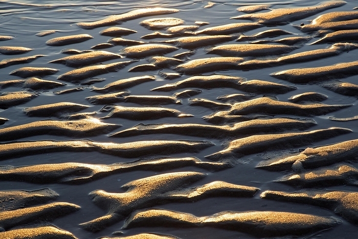 Abstract sand pattern, sand ripples on mud flat, beach at low tide at sunset, Wadden Sea National Park, Schleswig-Holstein, Germany, Europe, by alimdi / Arterra / Sven-Erik Arndt