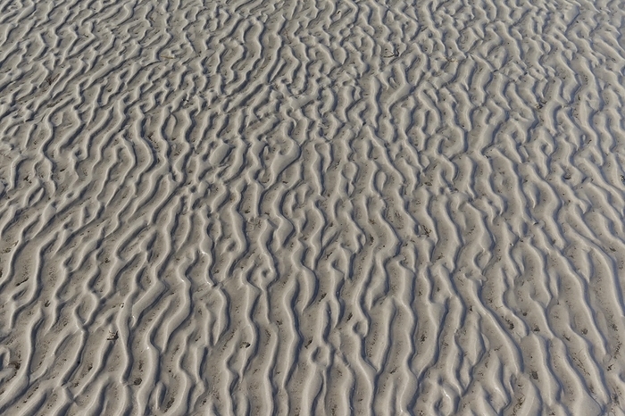 Sand patterns, sand ripples on mud flat, beach at low tide, Wadden Sea National Park, Schleswig-Holstein, Germany, Europe, by alimdi / Arterra / Sven-Erik Arndt