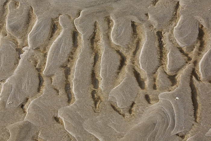 Abstract pattern of sand ripples on mudflat at low tide, ebb, by alimdi / Arterra / Sven-Erik Arndt