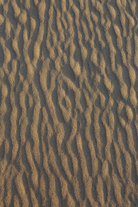 Abstract sand pattern, sand ripples on mud flat, beach at low tide, Wadden Sea National Park, Schleswig-Holstein, Germany, Europe, by alimdi / Arterra / Sven-Erik Arndt