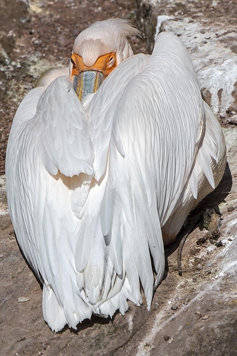 Great white pelican, eastern white pelican (Pelecanus onocrotalus), rosy pelican sleeping with beak tucked under wing feathers, native to Africa, by alimdi / Arterra / Philippe Clément
