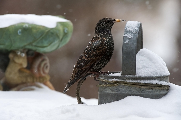 Common Starling, European Starling (Sturnus vulgaris) perched on metal watering can in garden during snow shower in winter, by alimdi / Arterra / Philippe Clément
