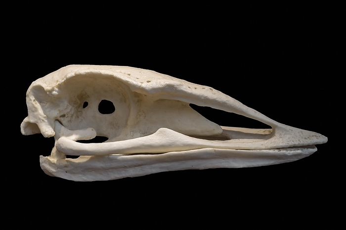 Skull of elephant bird, extinct flightless bird belonging to the order Aepyornithiformes that were native to the island of Madagascar, by alimdi / Arterra / Philippe Clément