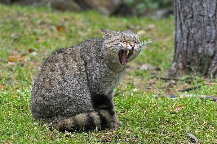 European wildcat (Felis silvestris silvestris) yawning in forest, by alimdi / Arterra / Sven-Erik Arndt