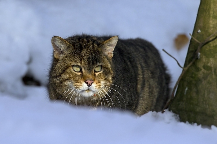 European wildcat (Felis silvestris silvestris) stalking prey in the snow in winter, by alimdi / Arterra / Sven-Erik Arndt