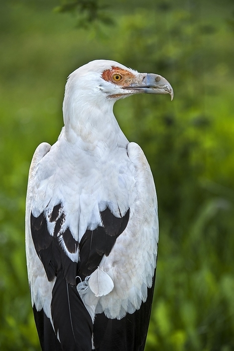Palm-nut vulture (Gypohierax angolensis), palm nut vulture native to sub-Saharan Africa, by alimdi / Arterra / Philippe Clément