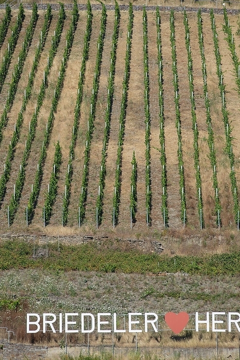Briedeler Herzchen vineyard, vineyards, Moselle valley, Rhineland-Palatinate, Germany, Europe, by Walter G. Allgöwer