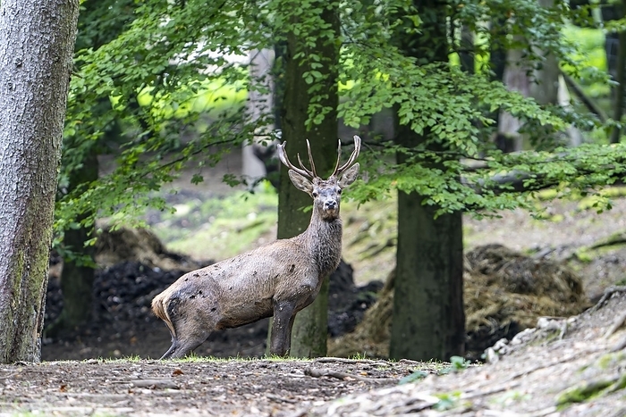 Red deer (Cervus elaphus), Volcanic Eifel, Rhineland-Palatinate, Germany, Europe, by Winfried Schäfer