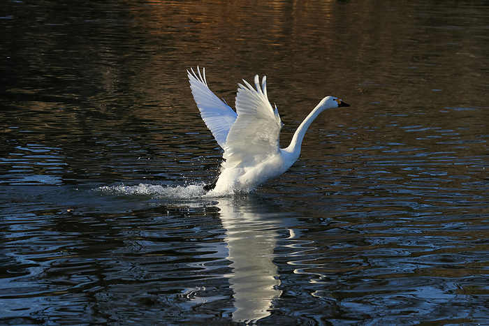 Saitama Prefecture Whooper Swan