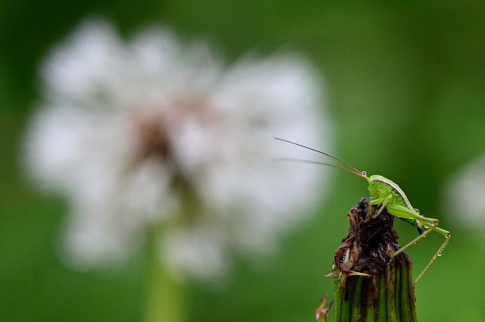 Grasshopper child and dandelion fluff