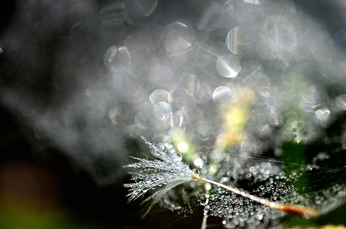 Dandelion fluff shining with morning dew