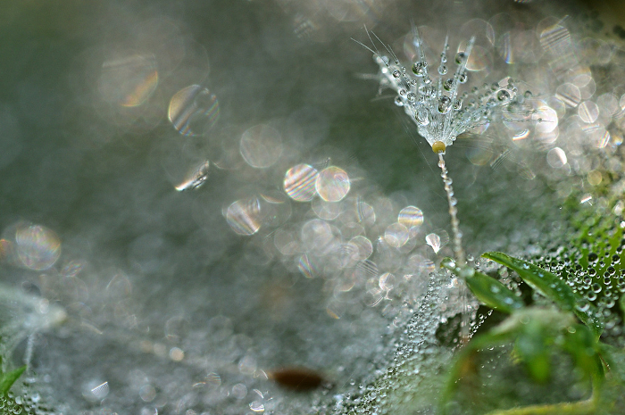 Dandelion fluff shining with morning dew
