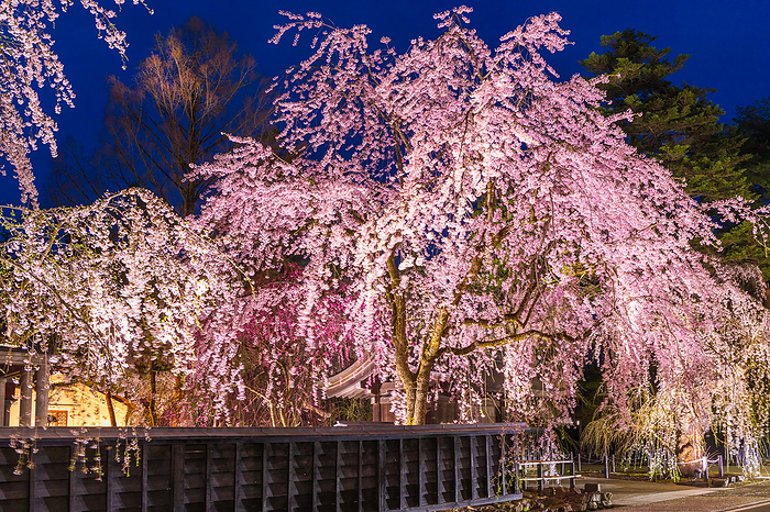 Weeping cherry tree in Kakunodate, Akita Pref.
