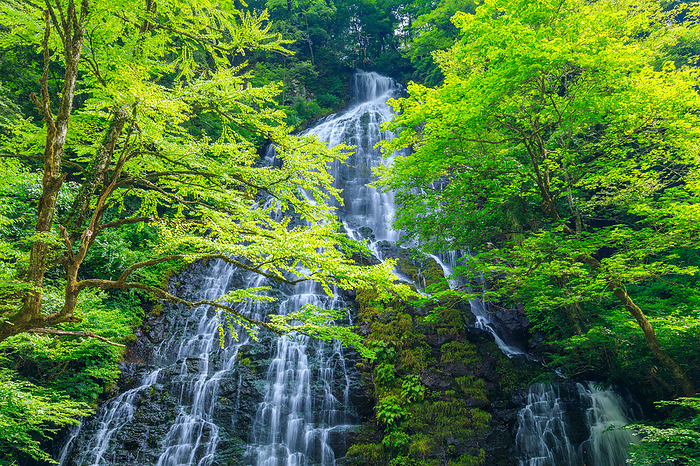 Ryusogataki Waterfall Fukui Pref.
