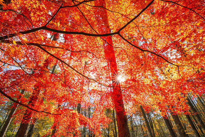 Autumn Leaves Yamanashi Prefecture