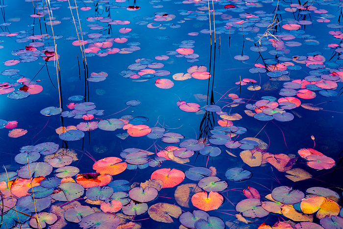 Water Lily Autumn Aomori Pref.