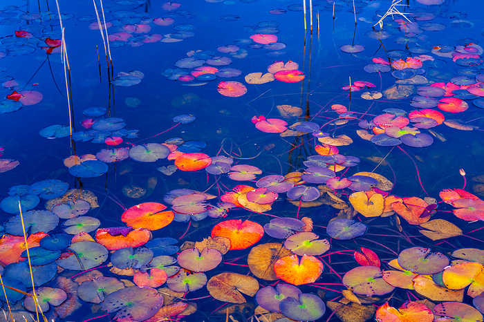 Water Lily Autumn Aomori Pref.
