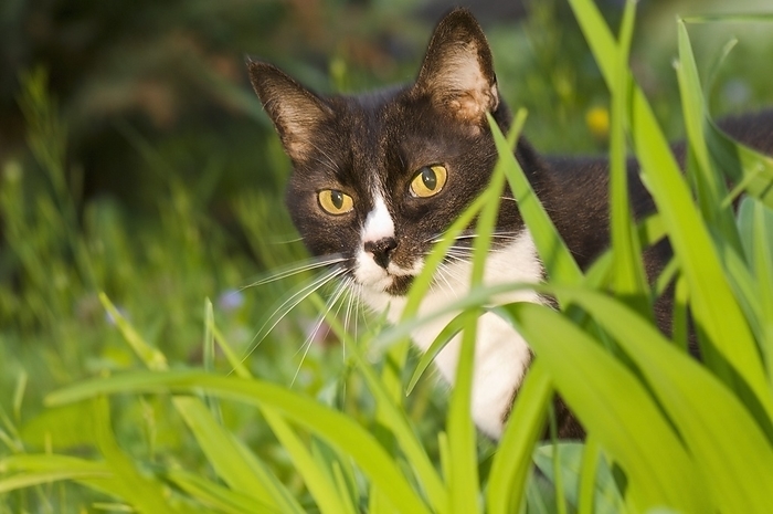 America Willamette Valley, Portland, Oregon, Usa  Cat Peeking Out From Behind Grass, by Dan Sherwood   Design Pics