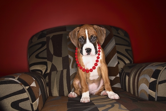 Dog Sitting In Chair With Wearing Red Necklace, by Leah Hammond / Design Pics