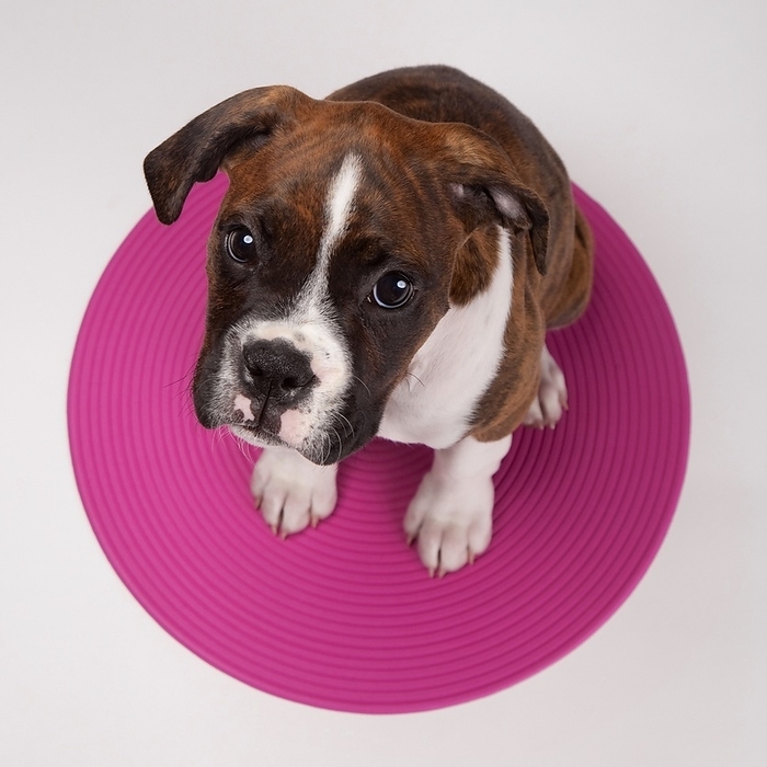 Portrait Of Dog Sitting On Pink Circular Rug, by Leah Hammond / Design Pics
