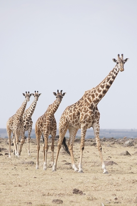 Kenya Herd Of Giraffes, Masai Mara, Kenya, Africa, by Keith Levit   Design Pics