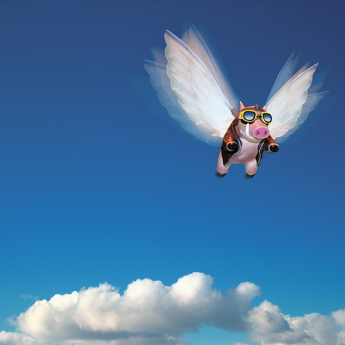 Pig Flying, by Marcelle Faucher / Design Pics