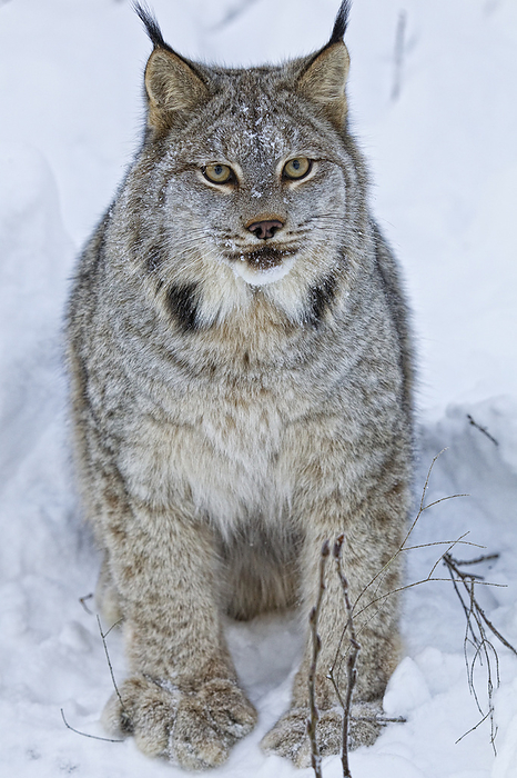 Canada Canadian Lynx Sitting In The Snow  Yukon, Canada, by Robert Postma   Design Pics