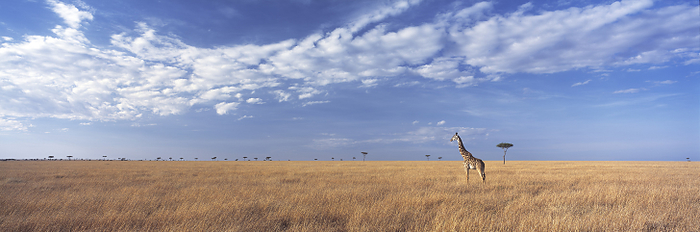 Kenya Giraffe Standing In Grassy Plain In The Maasai Mara Game Reserve  Kenya, by Ian Cumming   Design Pics