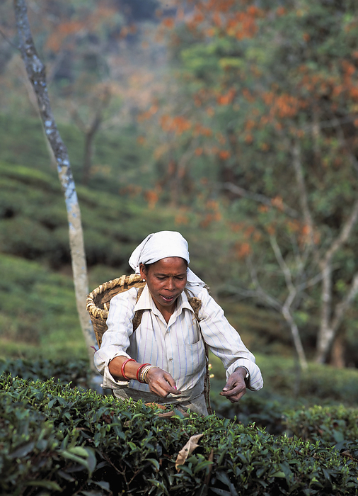 India Lady Picking Tea In Darjeeling, West Bengal, India., by Chris Caldicott   Design Pics