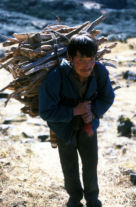 Bhutan Nomad Chap Carrying Logs For The Fire, 4000 Metres Above Paro Valley, Bhutan Photo: Jill Mead Axiom, by Jill Mead   Design Pics