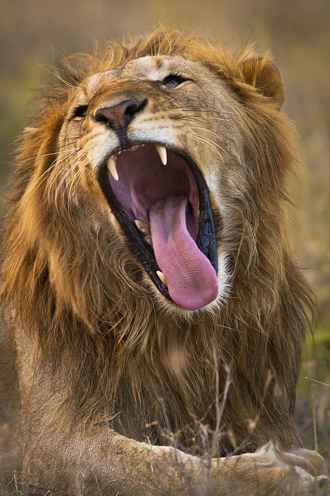Kenya Male Lion Yawning Showing Large Teeth, Ol Pejeta Conservancy  Kenya, by Ian Cumming   Design Pics