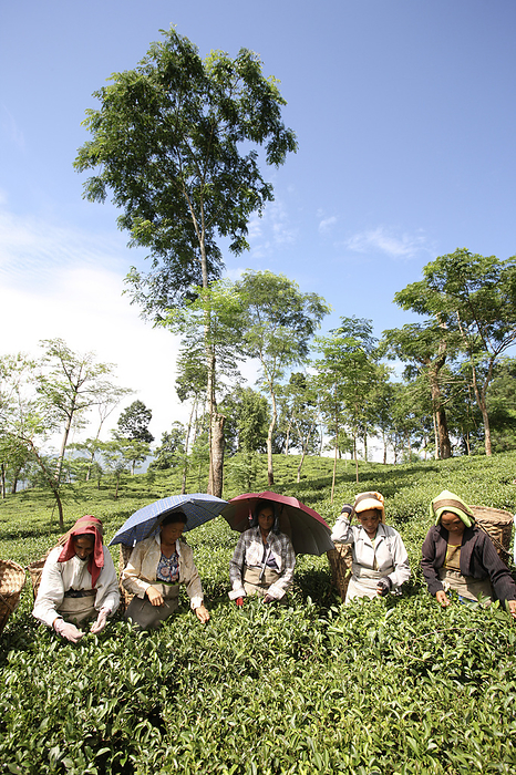 India Tea Pickers  Darjeeling, West Bengal, India, by Chris Caldicott   Design Pics