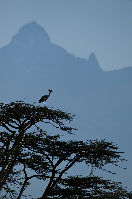 white throated needletail  species of sandpiper, Tringa incana  Grey Crowned Crane  Balearica Regulorum  At Top Of Tree In Front Of Mt Kenya, Ol Pejeta Conservancy  Kenya, by Ian Cumming   Design Pics