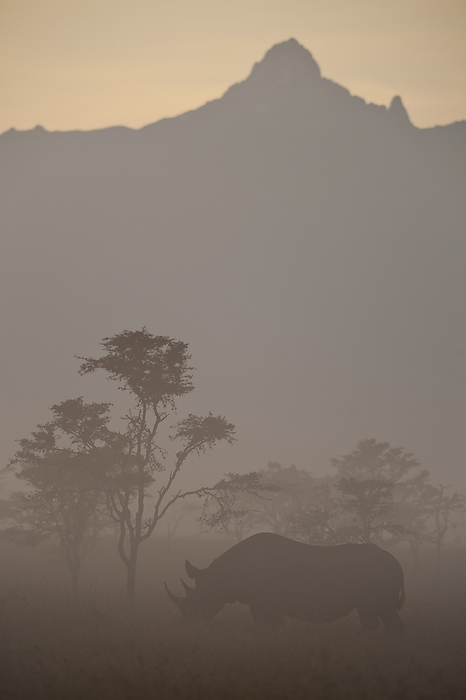 Kenya Black Rhino In Dawn Mists With Mt Kenya Behind, Ol Pejeta Conservancy  Kenya, by Ian Cumming   Design Pics