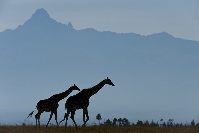 Kenya Silhouette of pair of giraffes in front of Mt Kenya, Ol Pejeta Conservancy, Kenya., by Ian Cumming   Design Pics