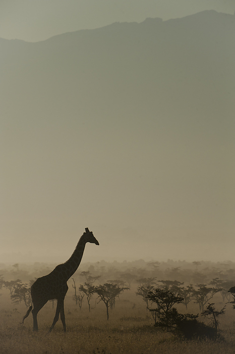 Kenya Giraffe At Dawn, Ol Pejeta Conservancy  Kenya, by Ian Cumming   Design Pics