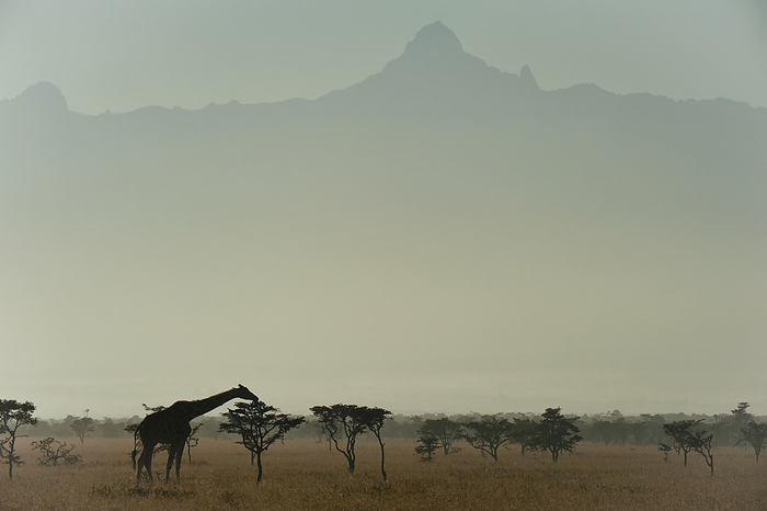 Kenya Giraffe At Dawn, Ol Pejeta Conservancy  Kenya, by Ian Cumming   Design Pics