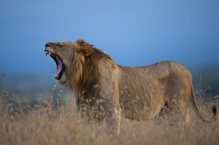 Kenya Male Lion Yawning At Dusk, Ol Pejeta Conservancy  Kenya, by Ian Cumming   Design Pics