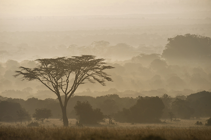 Kenya Acacia Tree At Dawn, Ol Pejeta Conservancy  Kenya, by Ian Cumming   Design Pics