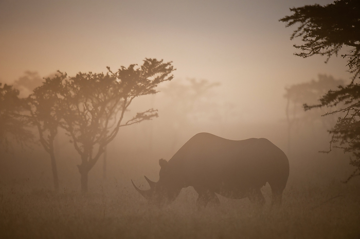Kenya Silhouette Of Black Rhino In Dawn Mists, Ol Pejeta Conservancy  Kenya, by Ian Cumming   Design Pics