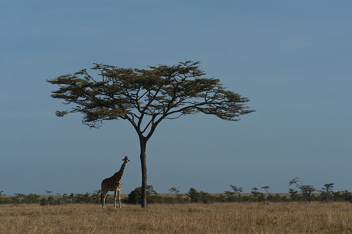 Kenya Solitary Giraffe Under Large Acacia Tree, Ol Pejeta Conservancy  Kenya, by Ian Cumming   Design Pics