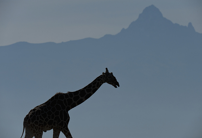 Kenya Silhouette Of Giraffe In Front Of Mt Kenya, Ol Pejeta Conservancy  Kenya, by Ian Cumming   Design Pics