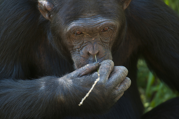 Kenya Chimpanzee Picking Nose With Blade Of Grass, Sweetwaters Chimpanzee Sanctuary, Ol Pejeta Conservancy  Kenya, by Ian Cumming   Design Pics