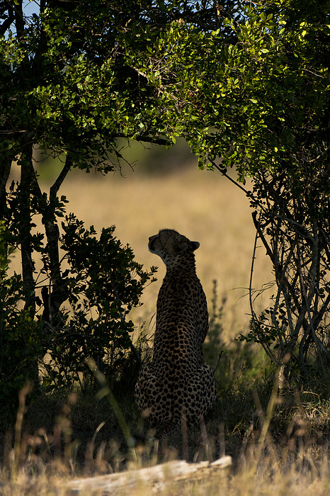 Kenya Silhouette Of Cheetah In Bush, Ol Pejeta Conservancy  Kenya, by Ian Cumming   Design Pics