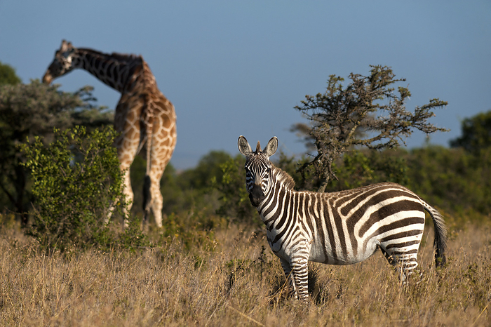 plains zebra  Equus quagga  Burchell s Zebra  Equus Quagga Burchellii  And Giraffe, Ol Pejeta Conservancy  Kenya, by Ian Cumming   Design Pics