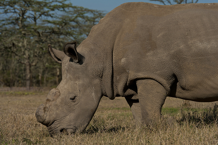 Kenya Great Northen White Rhino In Special Enclosure, Ol Pejeta Conservancy  Kenya, by Ian Cumming   Design Pics