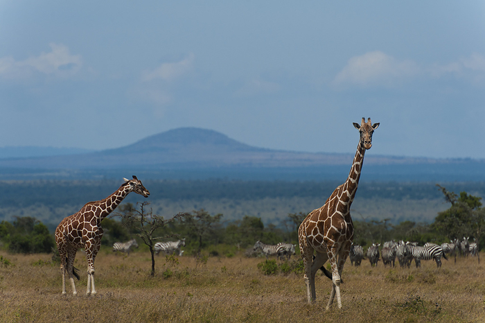 Kenya Pair Of Giraffe With Zebra Behind, Ol Pejeta Conservancy  Kenya, by Ian Cumming   Design Pics