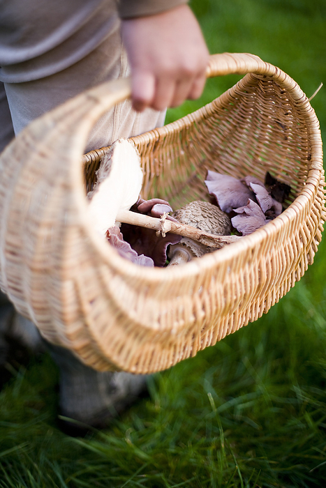 United Kingdom Foraging For Edible Wild Mushrooms With A Wicker Basket Of Mushrooms  Devon, England, by Naki Kouyioumtzis   Design Pics