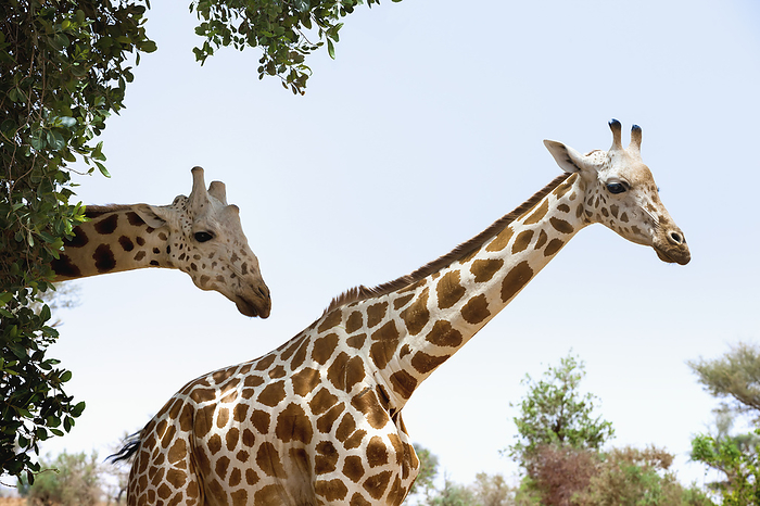 Kirin  brand of beer  A Subspecies Of Giraffe Distinguished By Its Light Colored Spots Found In 19th C In Sahel Regions Of West Africa  Southwest Niger, Last Herd Of Endangered  Iucn 3.1  West African Giraffe  Giraffa Camelopardalis Peralta , by Alberto Arzoz   Design Pics