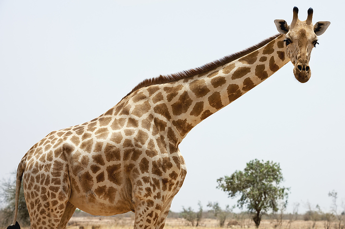 Kirin  brand of beer  A Subspecies Of Giraffe Which In 19th C Was Found In Sahel Regions Of West Africa  Southwest Niger, Last Herd Of Endangered  Iucn 3.1  West African Giraffe  Giraffa Camelopardalis Peralta , by Alberto Arzoz   Design Pics